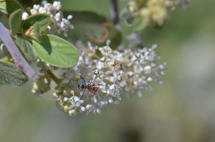 Ceanothus greggii, Desert Ceanothus